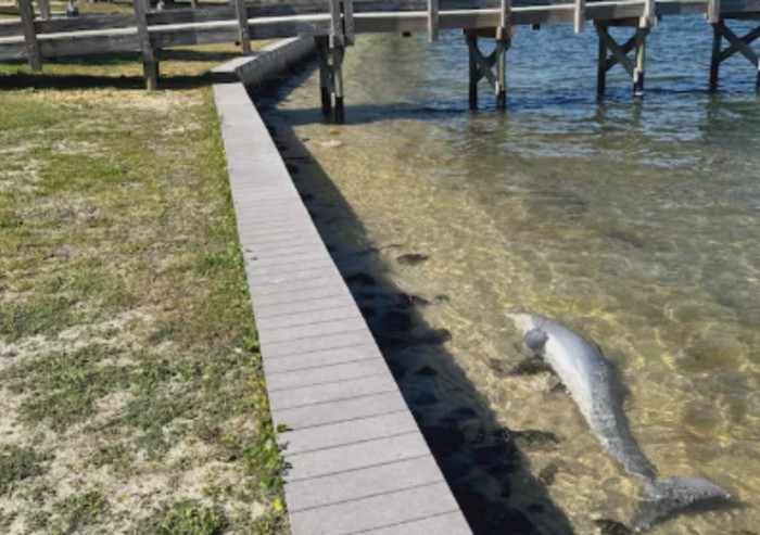 44 Dolphins Found Dead