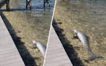 44 Dolphins Found Dead