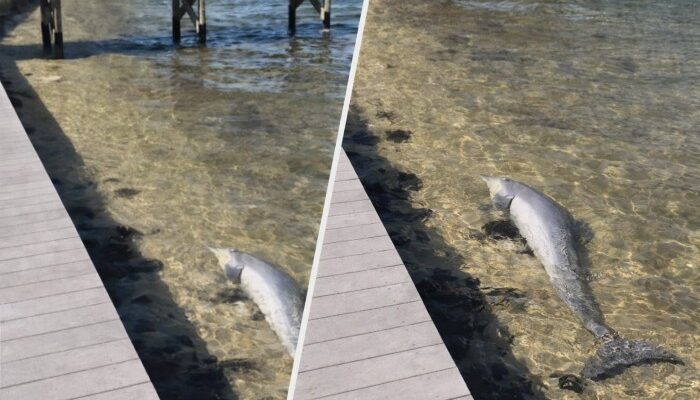 44 Dolphins Found Dead