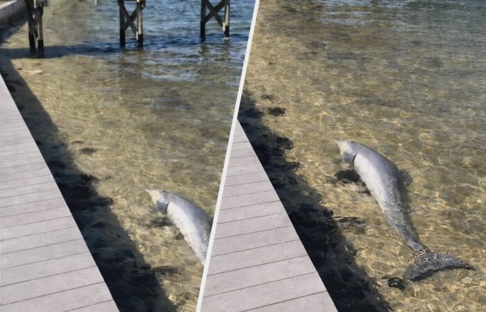 44 Dolphins Found Dead