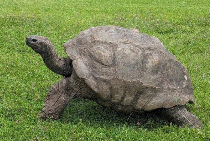 Jonathan Tortoise Death